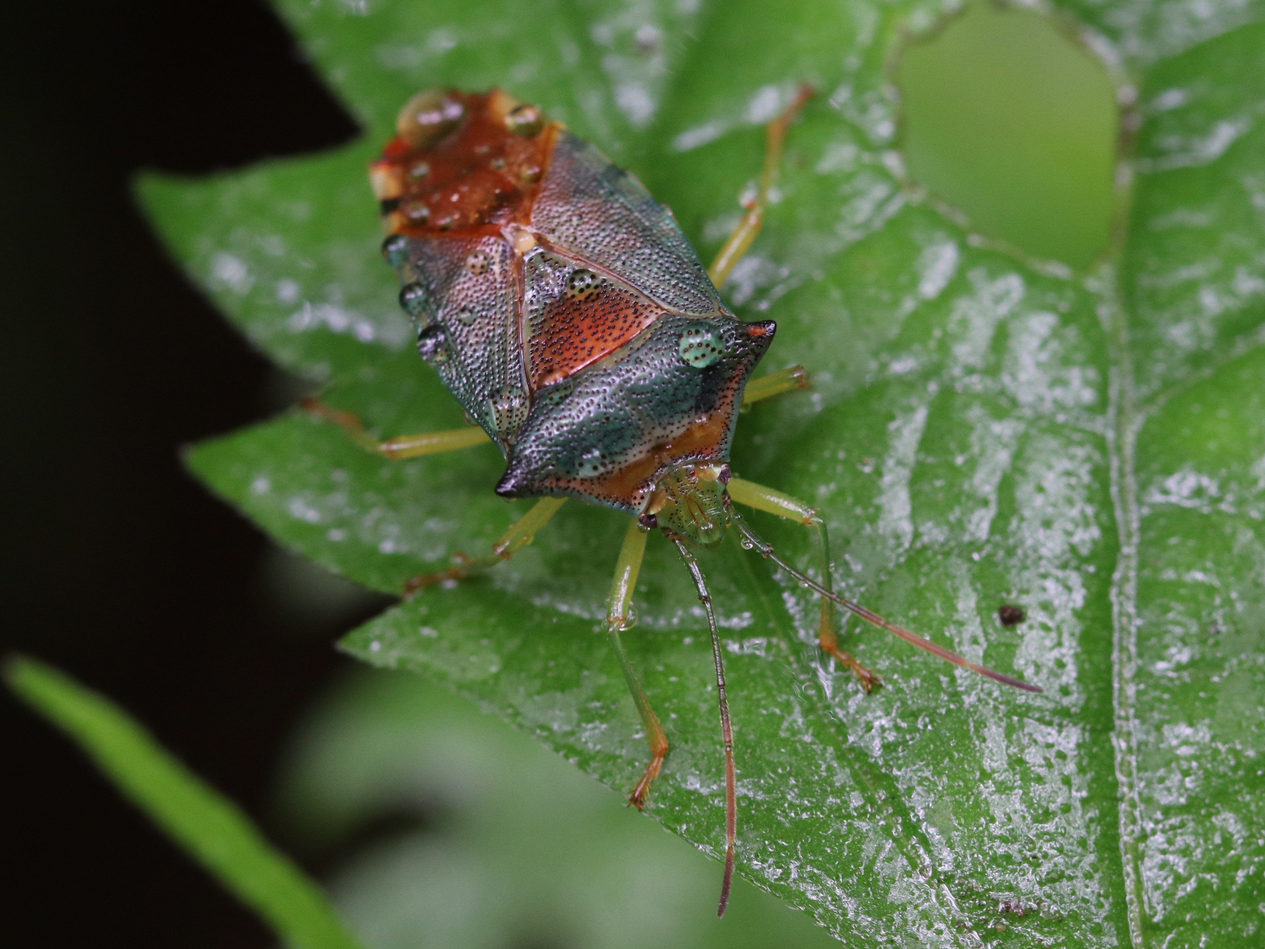 水滴をつけたセアカツノカメムシ